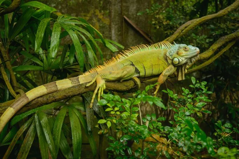 iguana